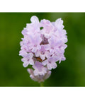  Lavendel 'Little Lottie'