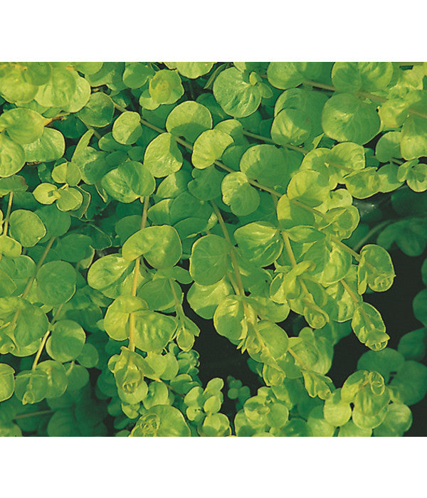  Pfennigkraut 'Goldilocks'