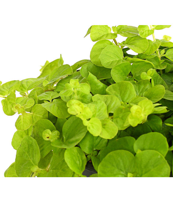 Pfennigkraut 'Goldilocks'