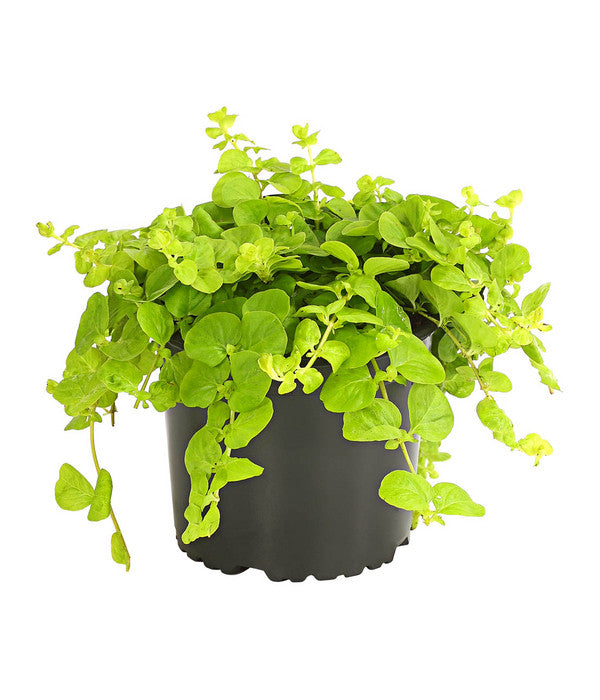  Pfennigkraut 'Goldilocks'