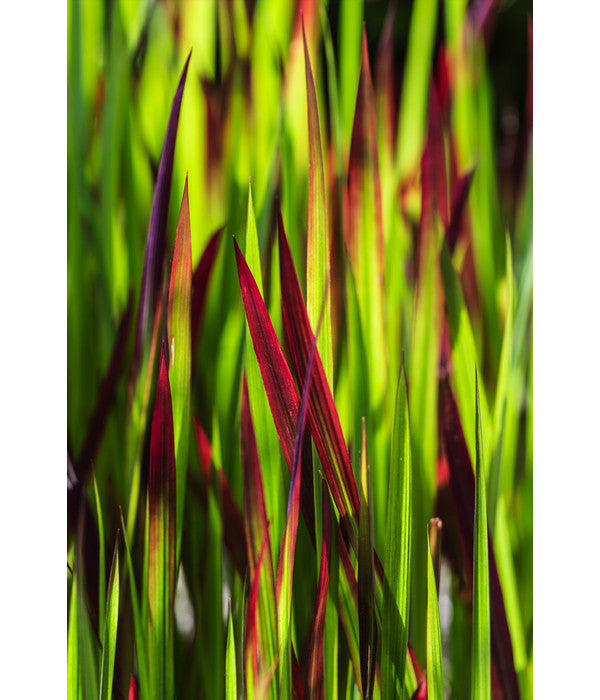  Japanisches Blutgras 'Red Baron'