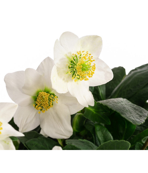  Christrose
