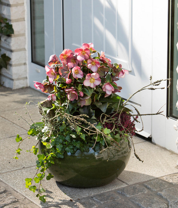  Schneerose 'Ice 'n' Roses® Early Rose' - Helleborus Gold Collection®