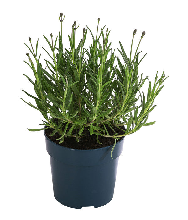  Lavendel 'Royal Blue'