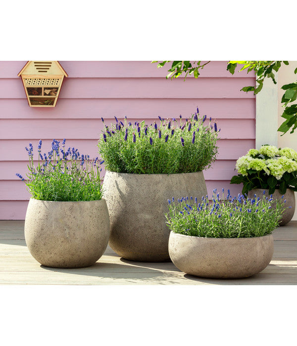  Lavendel 'Royal Blue'