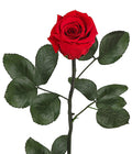  Longlife-Rose Mit Stiel, Rot