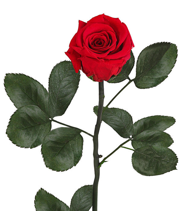  Longlife-Rose Mit Stiel, Rot