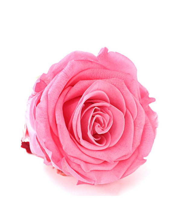  Longlife-Rose, Ca. Ø6 Cm