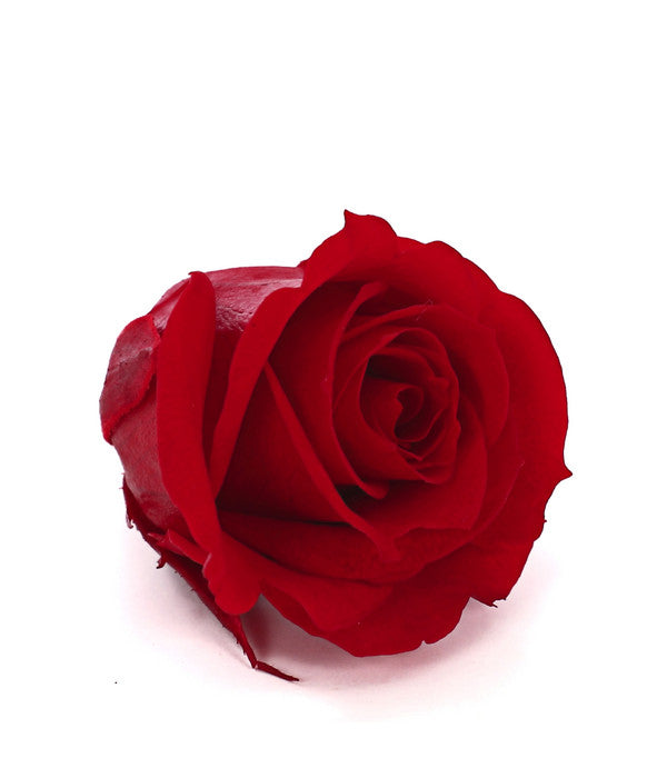  Longlife-Rose, Ca. Ø3 Cm