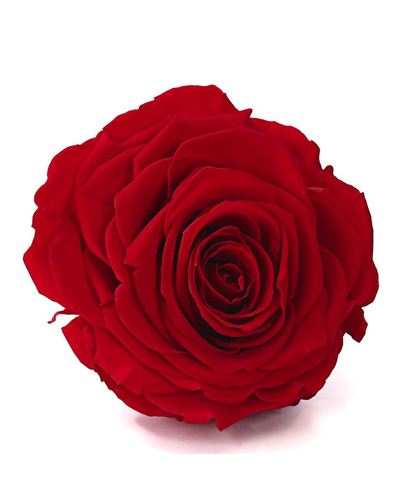  Longlife-Rose In Geschenkbox, Ca. Ø9 Cm