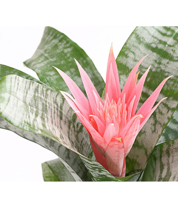  Lanzenrosette - Aechmea Fasciata