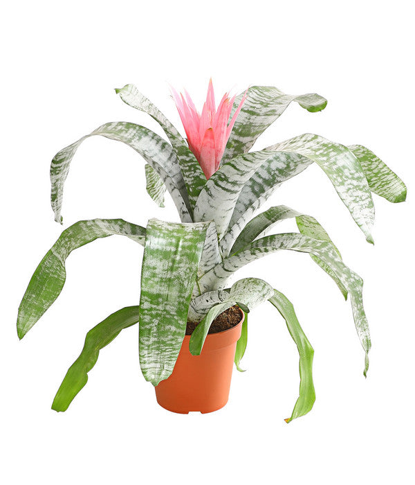  Lanzenrosette - Aechmea Fasciata