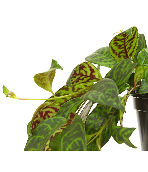  Gefleckte Sinnblume - Aeschynanthus