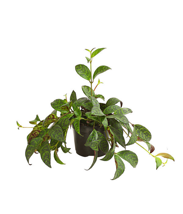  Gefleckte Sinnblume - Aeschynanthus