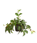  Gefleckte Sinnblume - Aeschynanthus