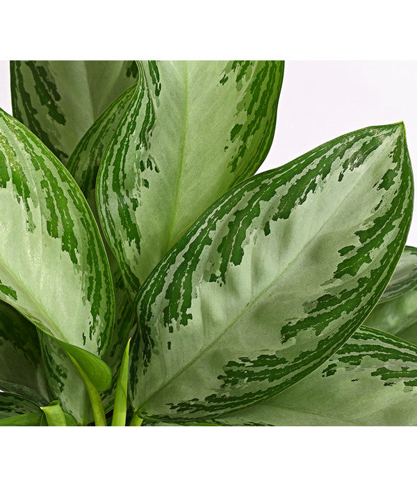  Kolbenfaden - Aglaonema Commutatum 'Silverbay'