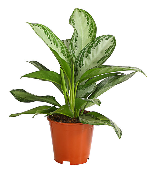  Kolbenfaden - Aglaonema Commutatum 'Silverbay'
