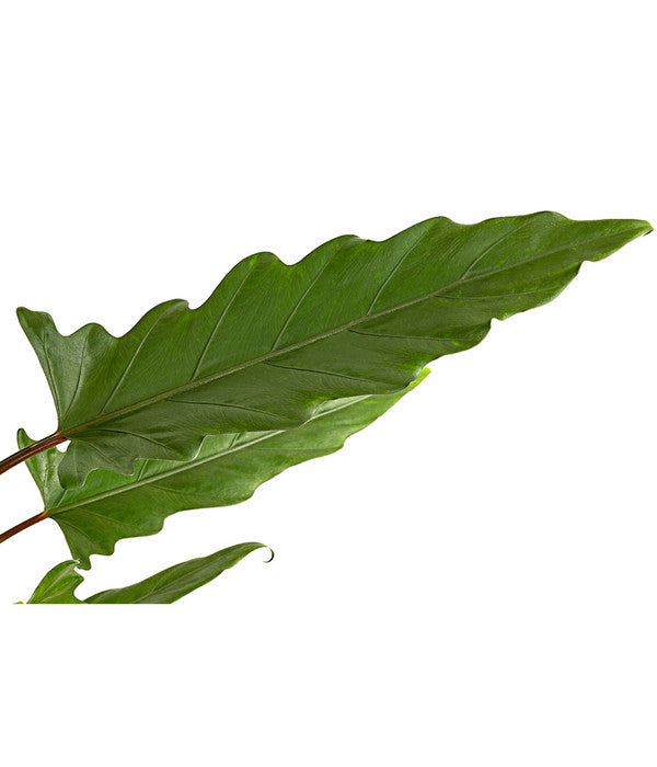  Pfeilblatt - Alocasia Lauterbachiana