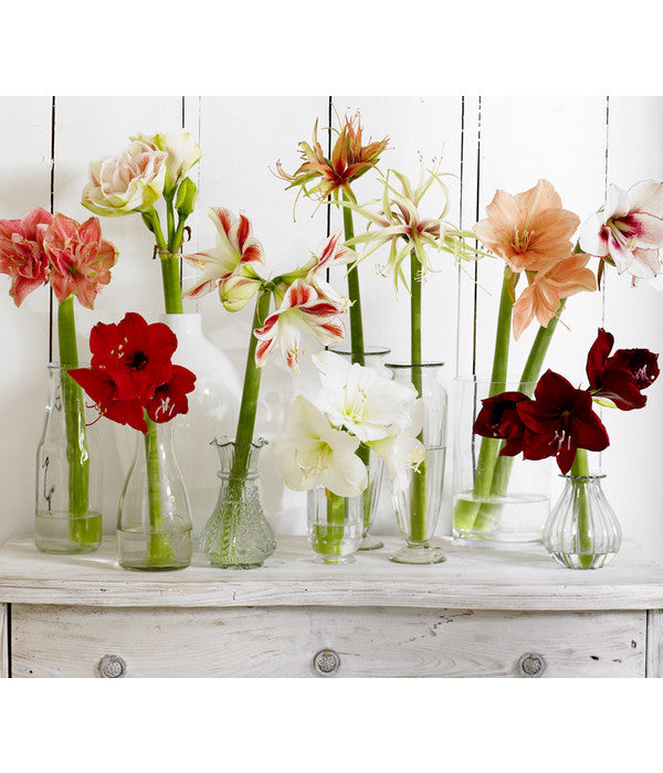  Amaryllis - Hippeastrum-Hybride 'Multiflower'