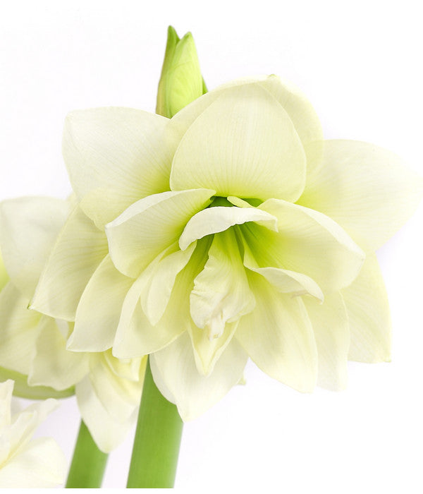  Amaryllis - Hippeastrum-Hybride 'Multiflower'