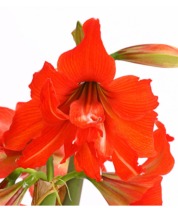  Amaryllis - Hippeastrum-Hybride 'Multiflower'