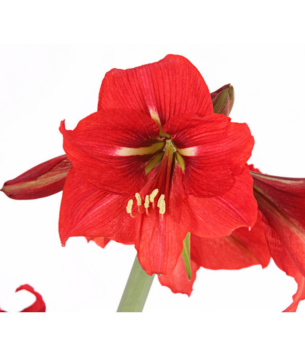  Amaryllis - Hippeastrum-Hybride 'Multiflower'