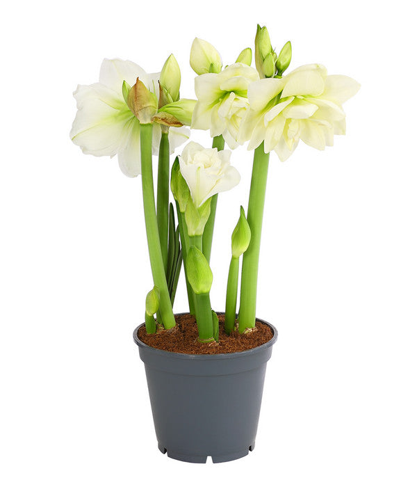  Amaryllis - Hippeastrum-Hybride 'Multiflower'