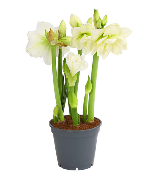  Amaryllis - Hippeastrum-Hybride 'Multiflower'