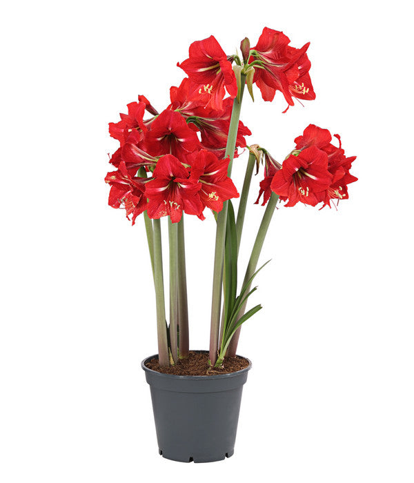  Amaryllis - Hippeastrum-Hybride 'Multiflower'