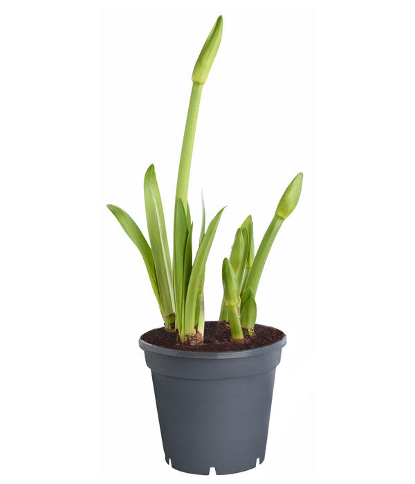  Amaryllis - Hippeastrum-Hybride 'Multiflower'