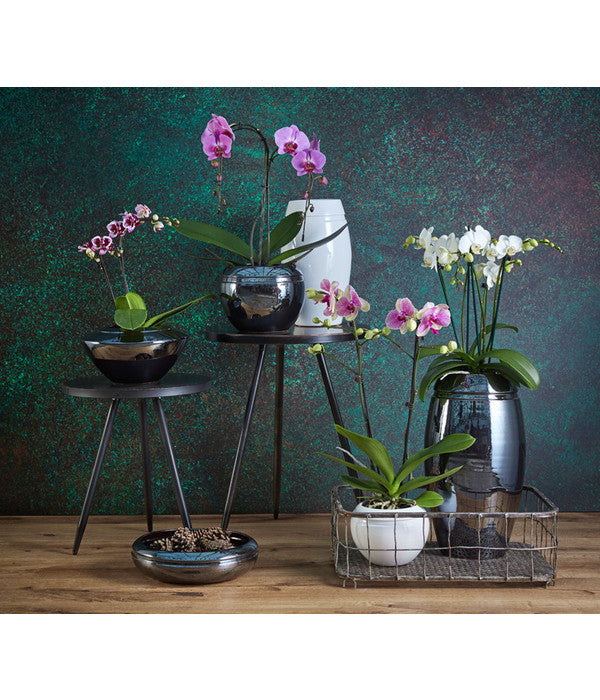 Schmetterlingsorchidee - Phalaenopsis Cultivars