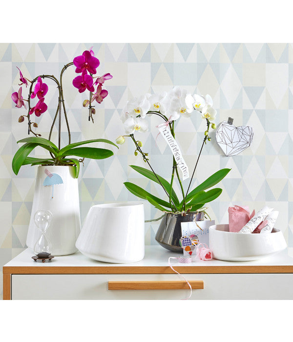  Schmetterlingsorchidee - Phalaenopsis Cultivars 'Umbrella', Verschiedene Sorten