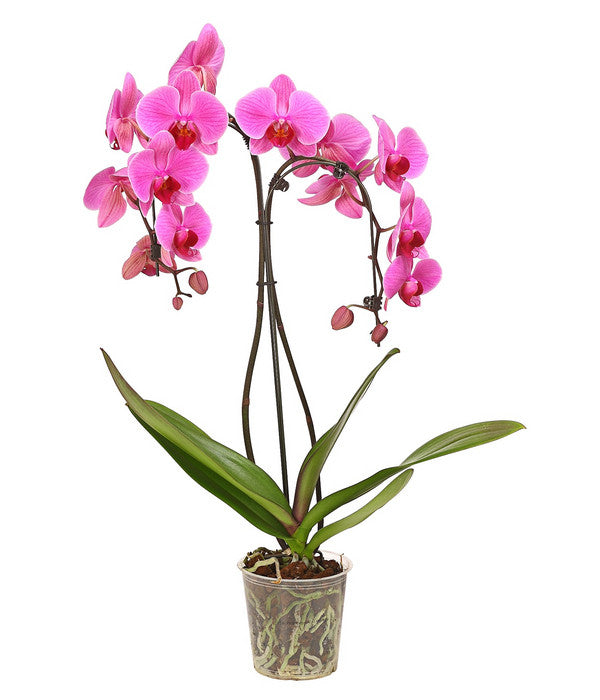 Schmetterlingsorchidee - Phalaenopsis Cultivars 'Umbrella', Verschiedene Sorten