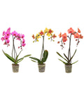  Schmetterlingsorchidee - Phalaenopsis Cultivars 'Umbrella', Verschiedene Sorten