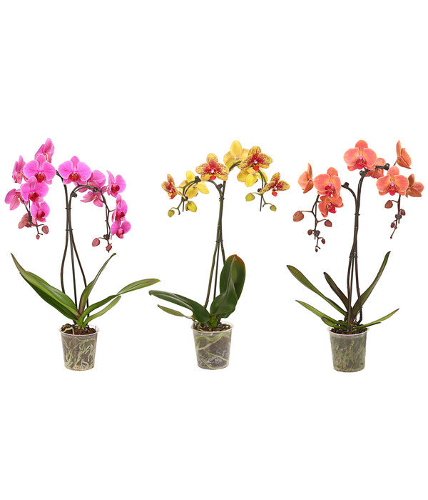  Schmetterlingsorchidee - Phalaenopsis Cultivars 'Umbrella', Verschiedene Sorten