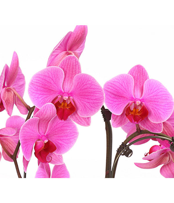  Schmetterlingsorchidee - Phalaenopsis Cultivars 'Umbrella', Verschiedene Sorten