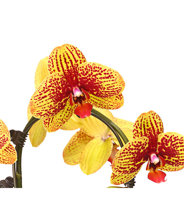  Schmetterlingsorchidee - Phalaenopsis Cultivars 'Umbrella', Verschiedene Sorten