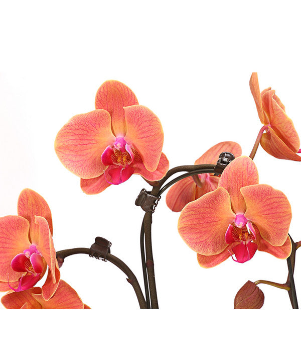  Schmetterlingsorchidee - Phalaenopsis Cultivars 'Umbrella', Verschiedene Sorten