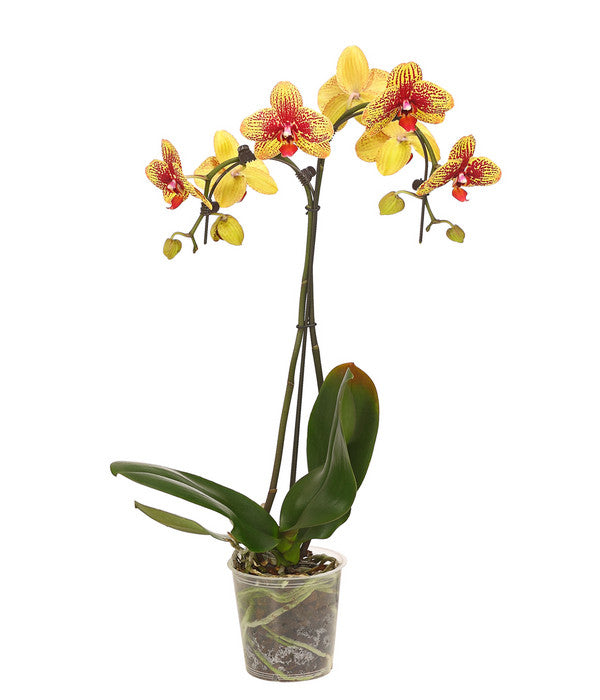 Schmetterlingsorchidee - Phalaenopsis Cultivars 'Umbrella', Verschiedene Sorten