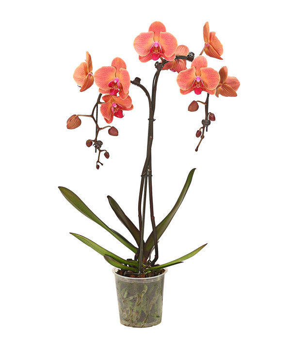  Schmetterlingsorchidee - Phalaenopsis Cultivars 'Umbrella', Verschiedene Sorten