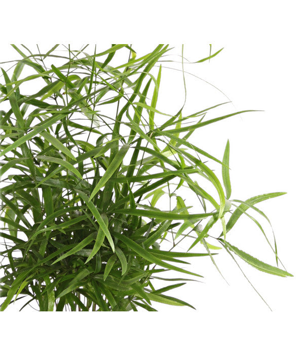  Zierspargel - Asparagus Cultivars, Verschiedene Sorten