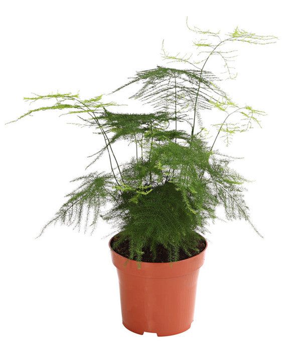  Zierspargel - Asparagus Cultivars, Verschiedene Sorten