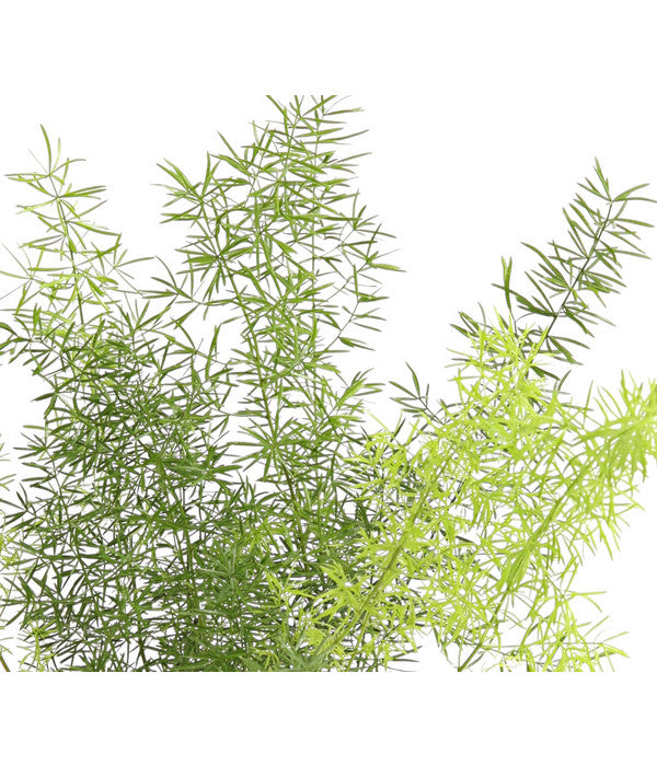  Zierspargel - Asparagus Cultivars, Verschiedene Sorten