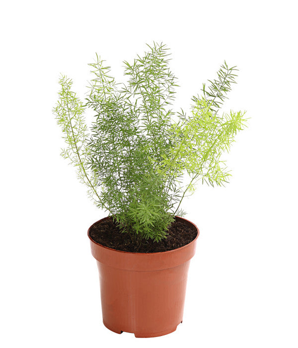  Zierspargel - Asparagus Cultivars, Verschiedene Sorten