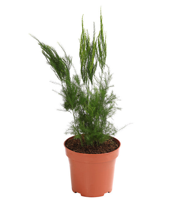  Zierspargel - Asparagus Cultivars, Verschiedene Sorten