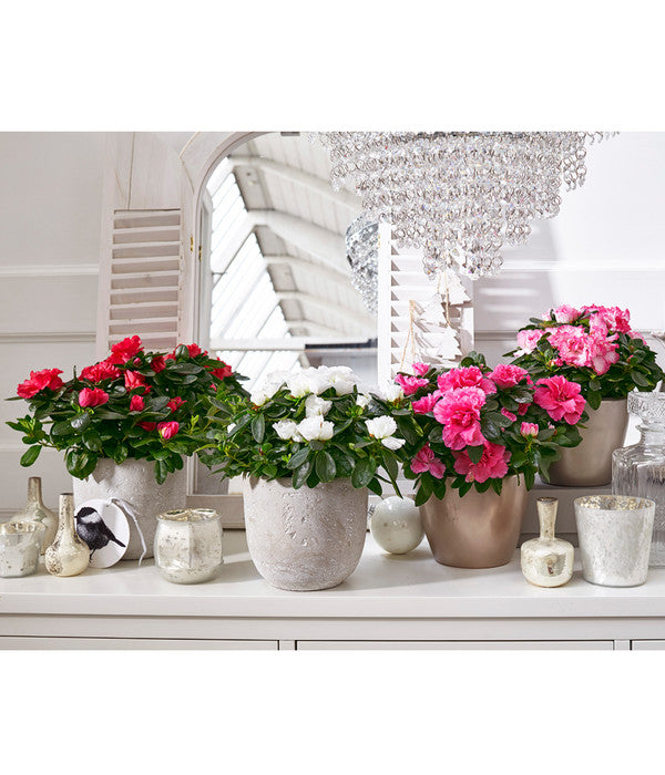  Zimmerazalee - Rhododendron Simsii, Sonderfarben