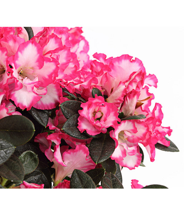  Zimmerazalee - Rhododendron Simsii, Sonderfarben