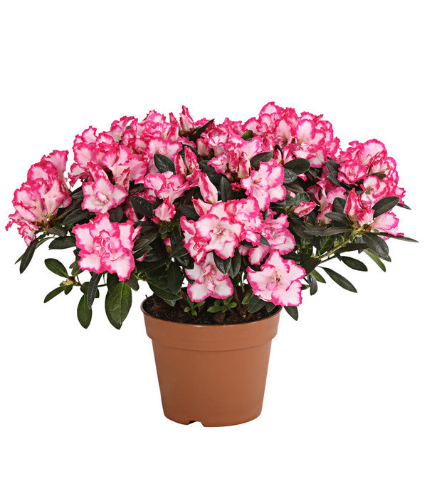  Zimmerazalee - Rhododendron Simsii, Sonderfarben