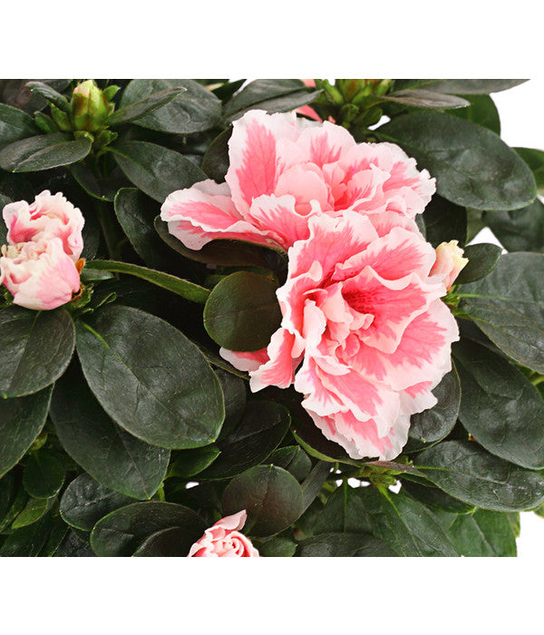  Zimmerazalee - Rhododendron Simsii, Sonderfarben