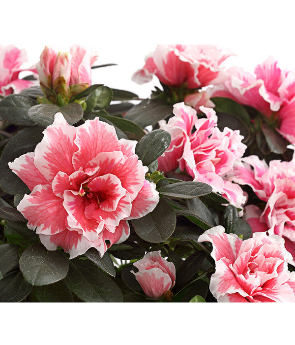  Zimmerazalee - Rhododendron Simsii, Sonderfarben